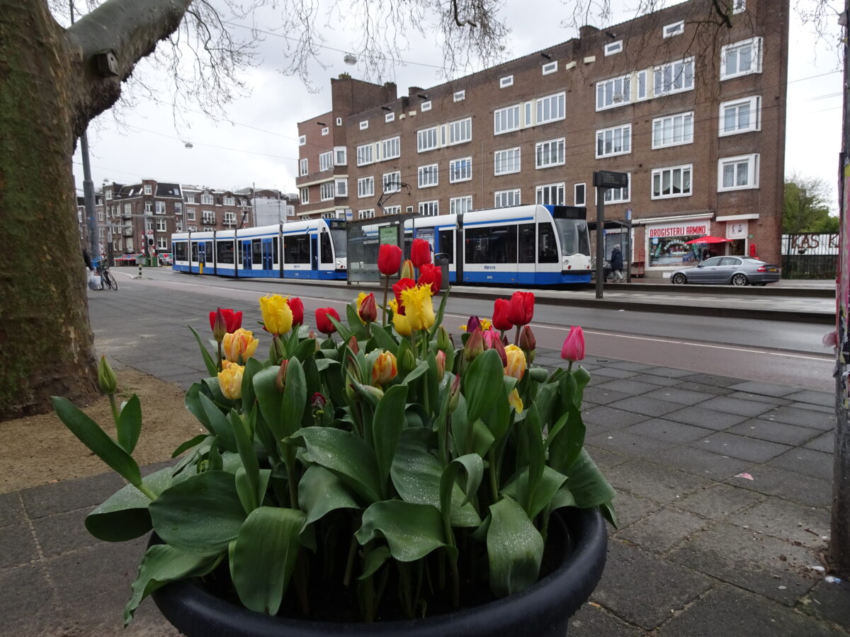 Tulpen in Amsterdam